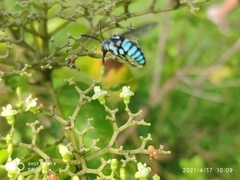 Thyreus himalayensis