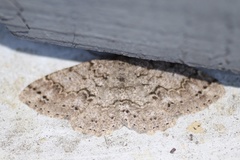 Melanolophia imitata