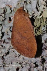 Pachymeta semifasciata