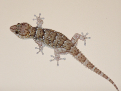 Chondrodactylus bibronii