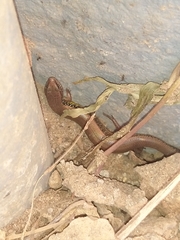 Riopa albopunctata