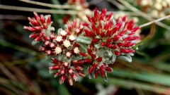 Helichrysum spiralepis