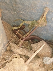 Riopa albopunctata