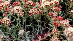 Helichrysum spiralepis