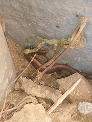 Riopa albopunctata
