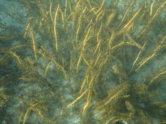 Carpophyllum plumosum