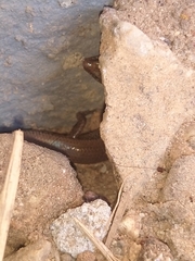 Riopa albopunctata