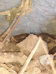 Riopa albopunctata