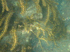 Lithophyllum carpophylli