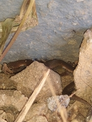 Riopa albopunctata