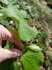 Trillium flexipes