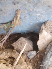 Riopa albopunctata