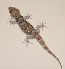 Chondrodactylus bibronii