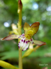 Corallorhiza maculata maculata