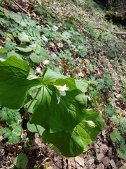 Trillium flexipes