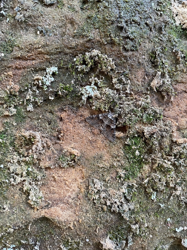 Oblique and Brown-spotted Zale Moths and Allies