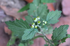 Dichrocephala integrifolia