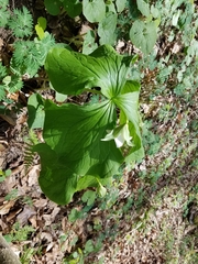 Trillium flexipes
