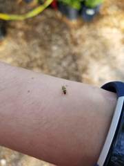 Tropidosteptes quercicola
