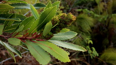 Laurophyllus capensis