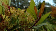 Laurophyllus capensis