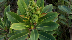 Laurophyllus capensis