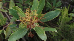 Laurophyllus capensis