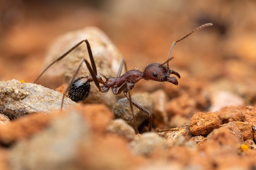 Novomessor albisetosus photo 3
