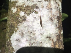 Nesomachilis