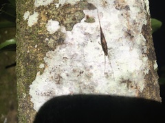 Nesomachilis