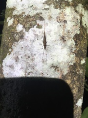 Nesomachilis