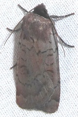 Protolampra rufipectus