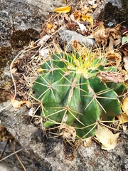 Ferocactus glaucescens