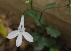 Lobelia hypsibata