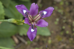 Iris dichotoma