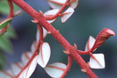 Caesalpinia vernalis