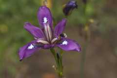 Iris dichotoma