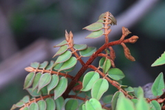 Caesalpinia vernalis