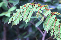 Caesalpinia vernalis