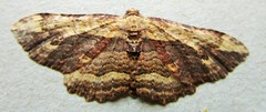 Austrocidaria