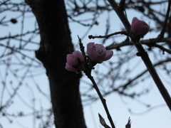 Prunus persica persica