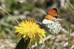 Anthocharis julia flora