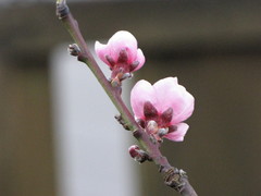 Prunus persica persica