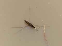 Limnoporus