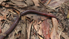 Megascolecidae