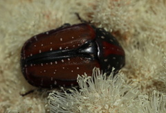 Trichostetha capensis hottentotta