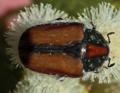 Trichostetha capensis hottentotta