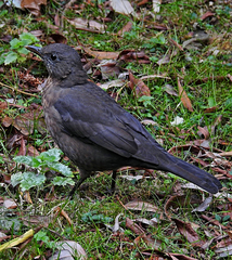 Turdus merula