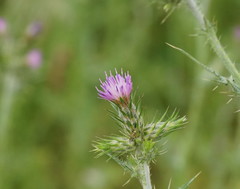 Carduus tenuiflorus