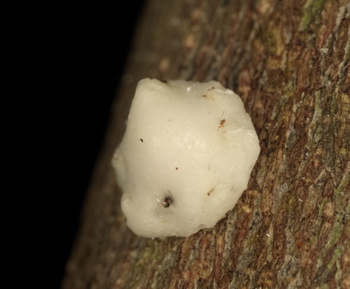 Indian Wax Scale photo 3